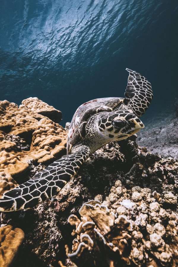 Gili Islands Guide 3 TURTLE 1 - Gili Islands Guide