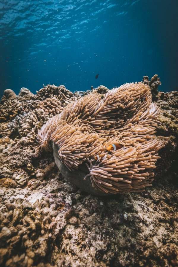 Gili Islands Guide 5 clown fish gili