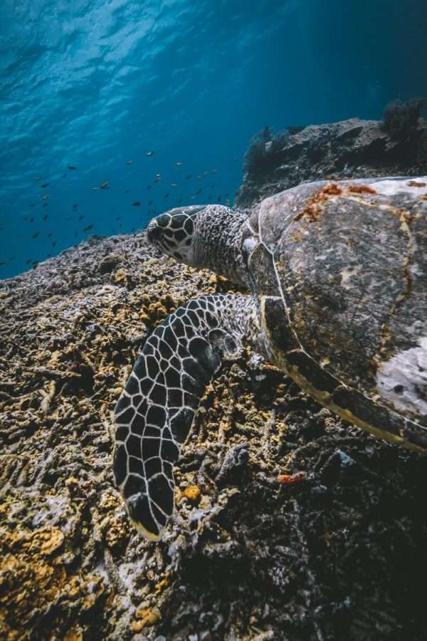 Gili Islands Guide 1 gili islands sea turtle