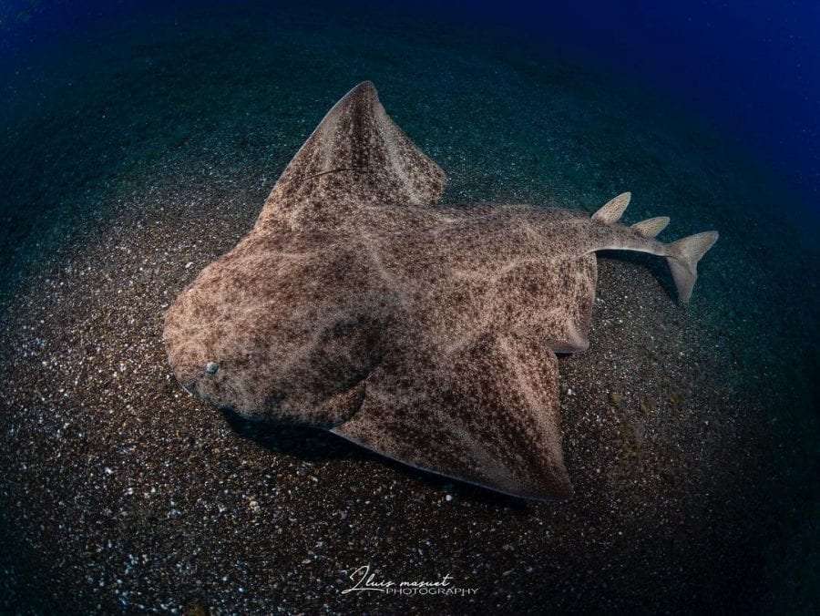 Sharks: 7 basic facts 8 angel shark scaled 1 - Sharks: 7 basic facts