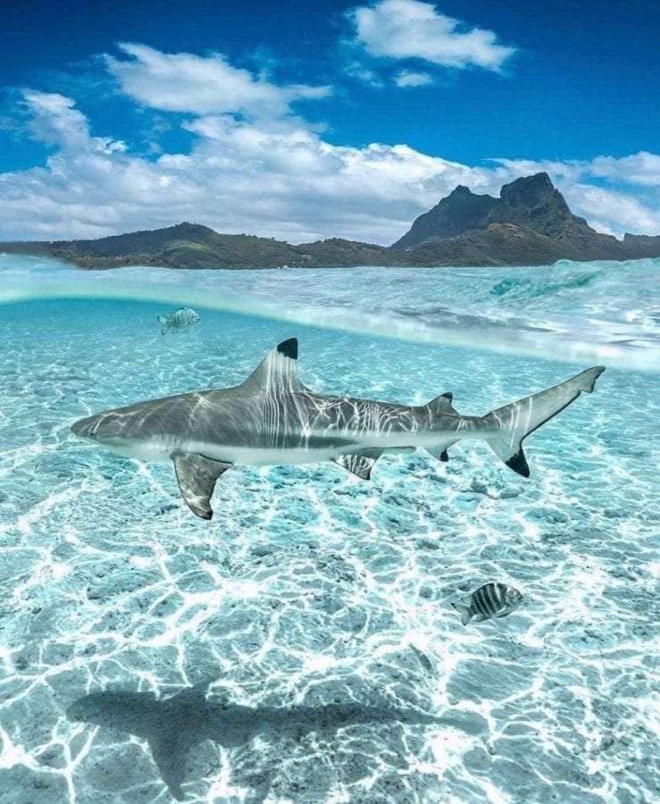 Sharks: 7 basic facts 1 sharks species: blacktip shark