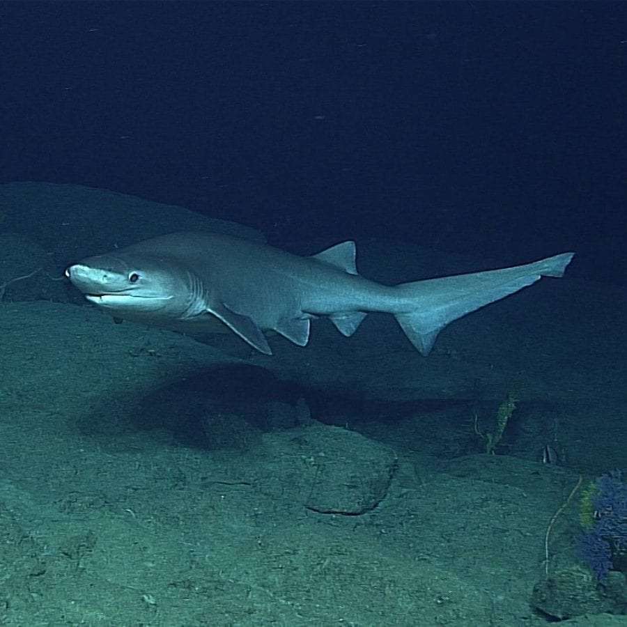 Sharks: 7 basic facts 3 sharks species: bluntnose shark