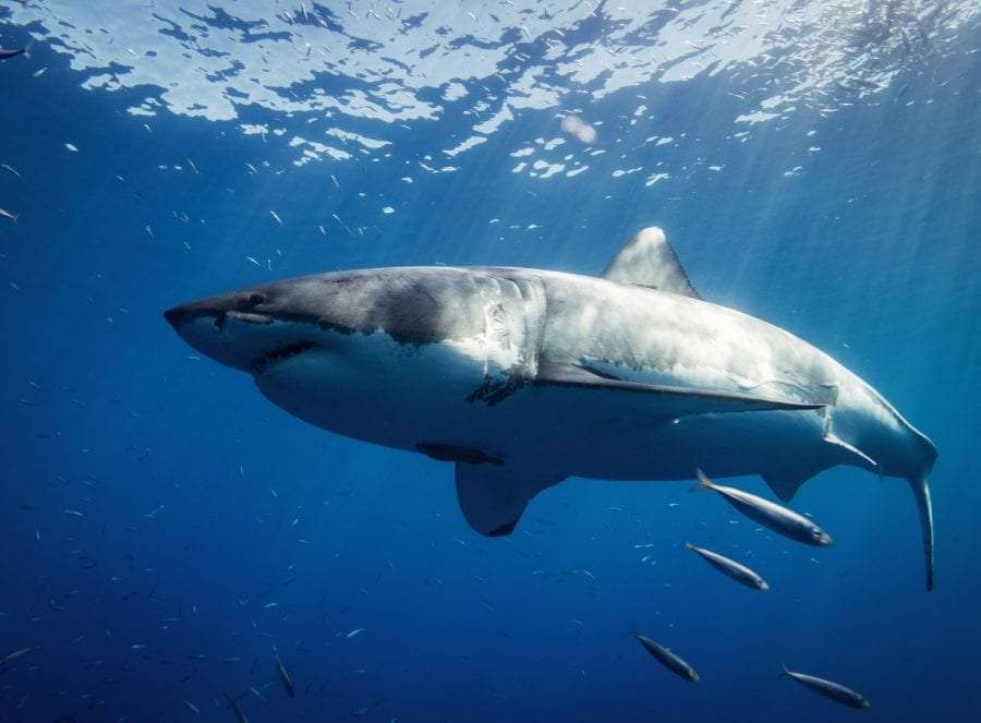 Sharks: 7 basic facts 4 sharks species: great white shark