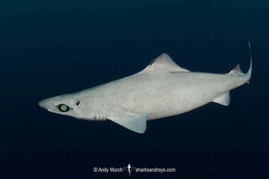 Sharks: 7 basic facts 7 gulper shark scaled 1 - Sharks: 7 basic facts