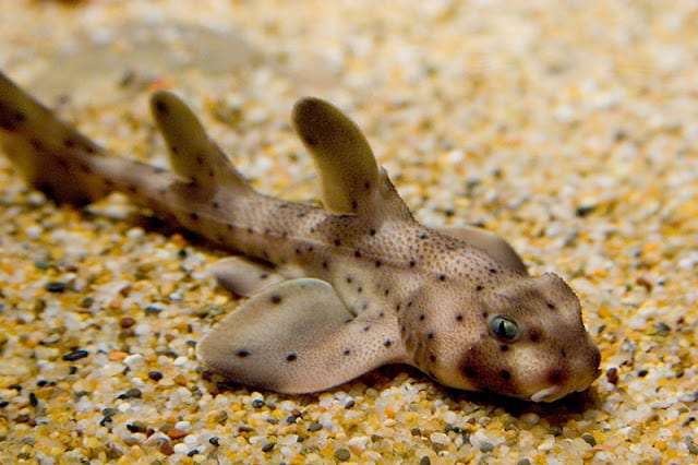 Sharks: 7 basic facts 2 sharks species: horn shark