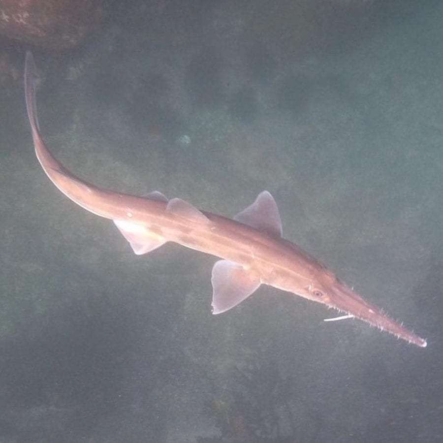 Sharks: 7 basic facts 6 sawshark scaled 1 - Sharks: 7 basic facts