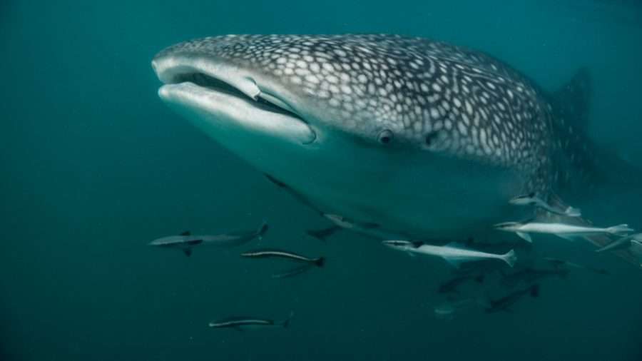 Sharks: 7 basic facts 5 sharks species: whaleshark