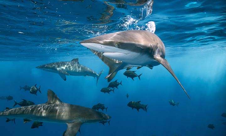 Los 7 mejores sitios para nadar y bucear con tiburones 1 Nadar con tiburones