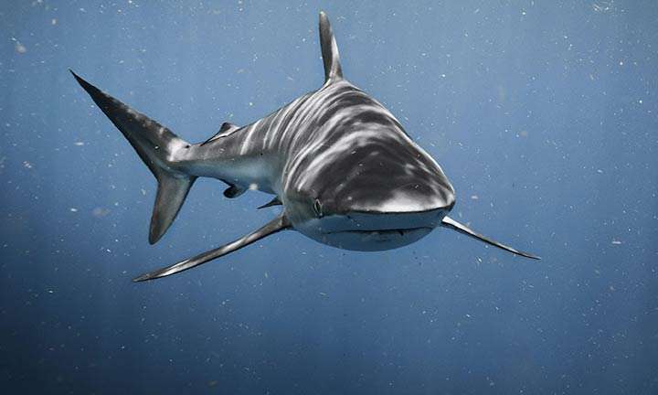Los 7 mejores sitios para nadar y bucear con tiburones 4 Peligro de bucear con tiburones