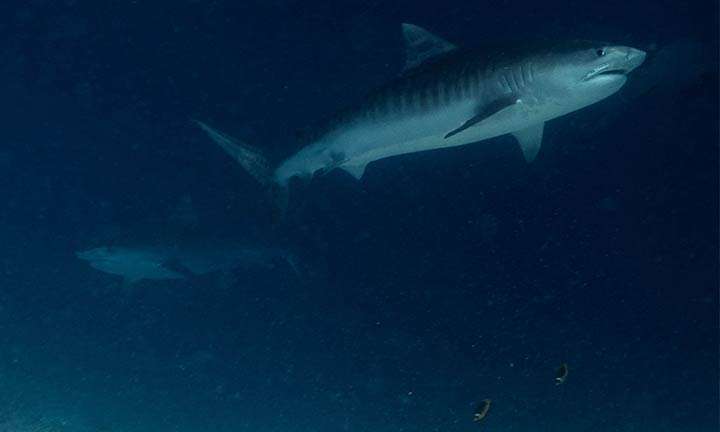 Los 7 mejores sitios para nadar y bucear con tiburones 2 tiburones en Maldivas