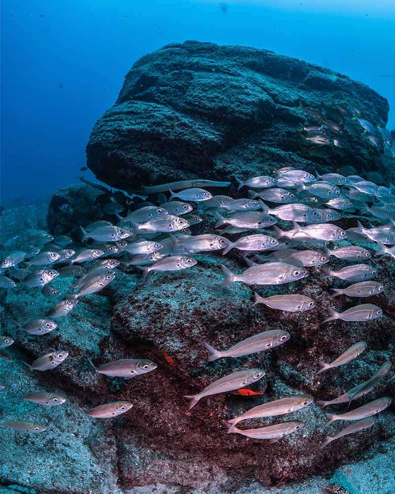 Bucear en las islas canarias