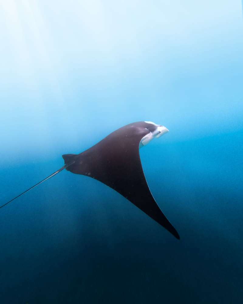 Diving with Manta Rays in Nusa Penida: Manta Point! 1 Dive with manta ray