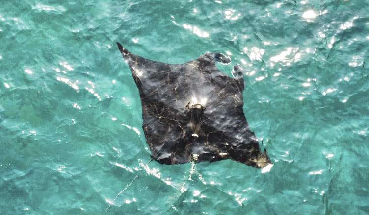 mantas-nusa-penida open water en Tenerife