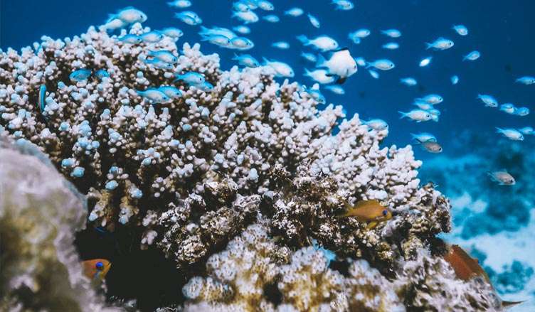 nusa-penida-diving Advanced aventurer course