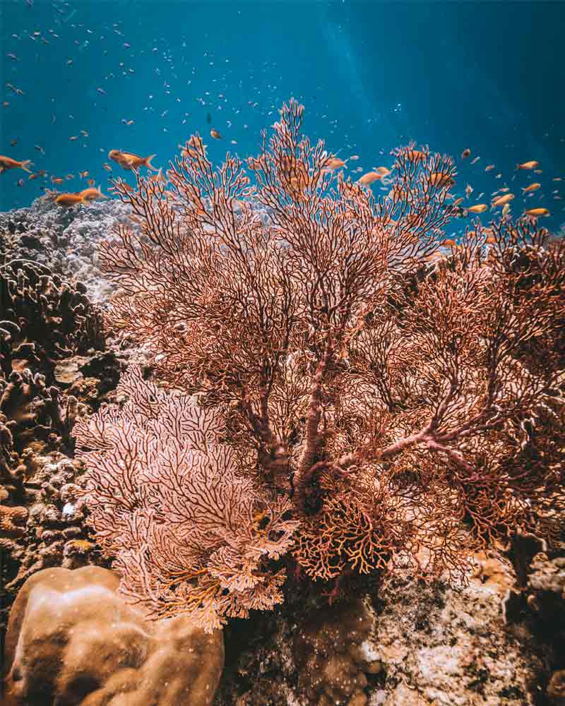 open-water-gili Advanced Diving Courses & Specialties