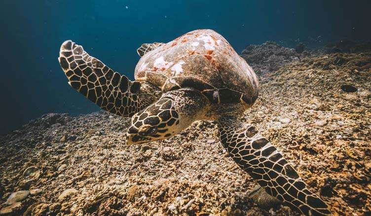 turtle-gili-trawangan open water en Tenerife