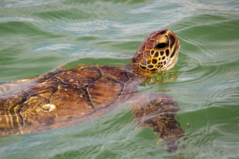 ¡Curiosidades sobre las tortugas marinas! 7 tortuga kemp
