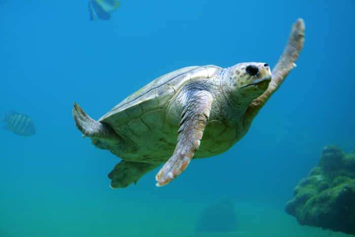 ¡Explora la isla! Guía única de actividades en Tenerife 4 Paisajes de Tenerife