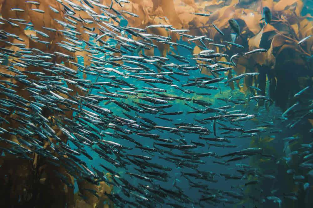 Exploring the Wonders of Marine Fauna! 3 Schools of fish