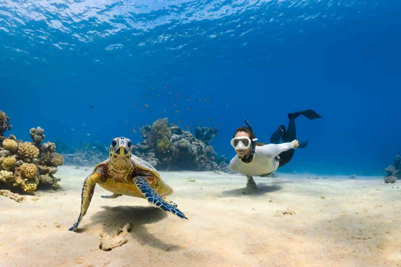¡Curiosidades sobre las tortugas marinas! 9 Buceo con tortugas