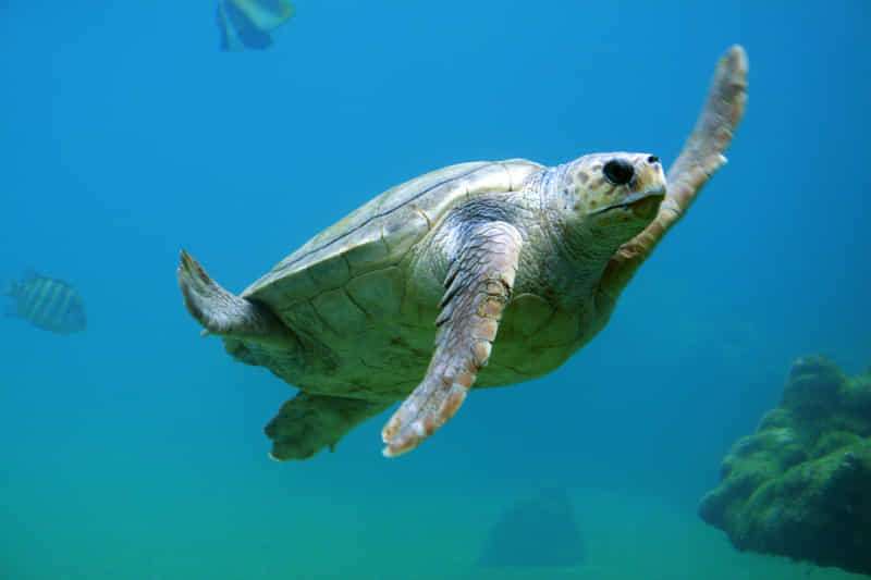 ¡Curiosidades sobre las tortugas marinas! 3 Tortuga cabezona
