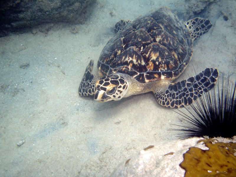 ¡Curiosidades sobre las tortugas marinas! 5 Carey