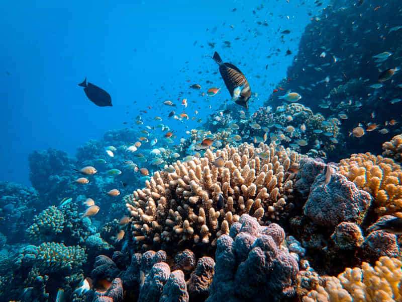 Exploring the Wonders of Marine Fauna! 4 coral