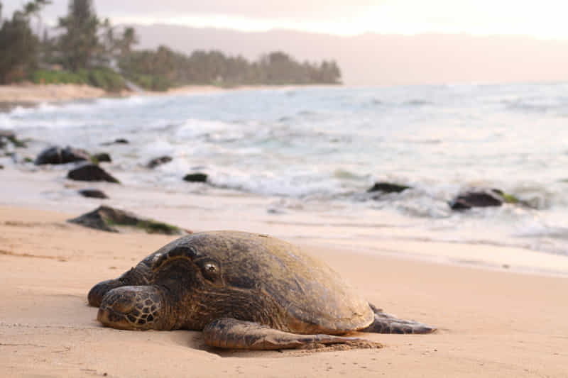 ¡Curiosidades sobre las tortugas marinas! 4 Tortuga golfina