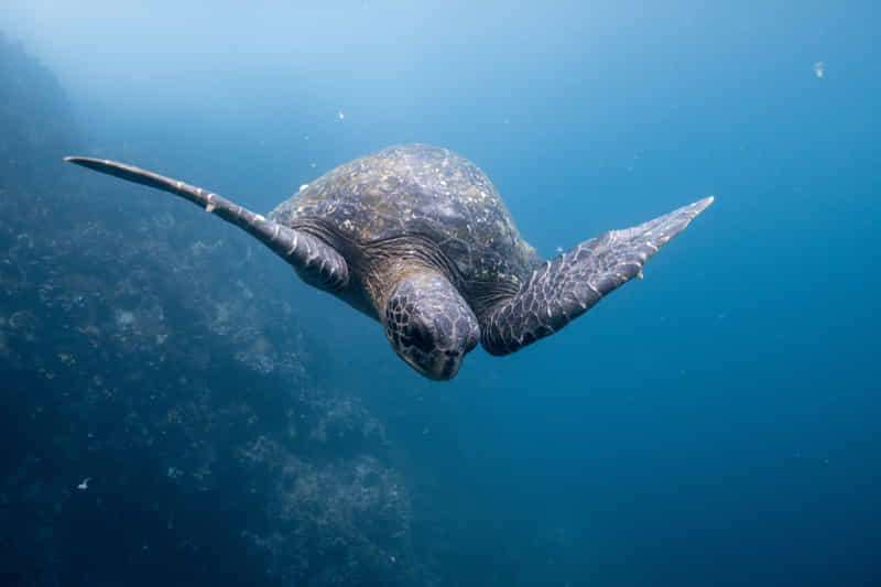 ¡Curiosidades sobre las tortugas marinas! 1 Laud