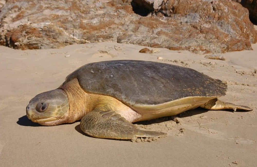 ¡Curiosidades sobre las tortugas marinas! 6 Tortuga plana