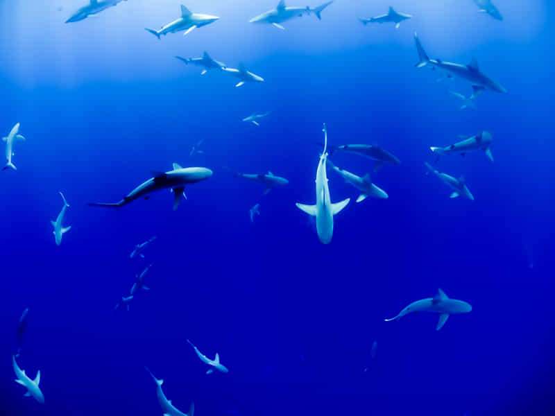 Exploring the Wonders of Marine Fauna! 1 Sharks