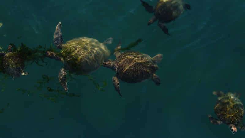 ¡Curiosidades sobre las tortugas marinas! 2 Tortuga verde