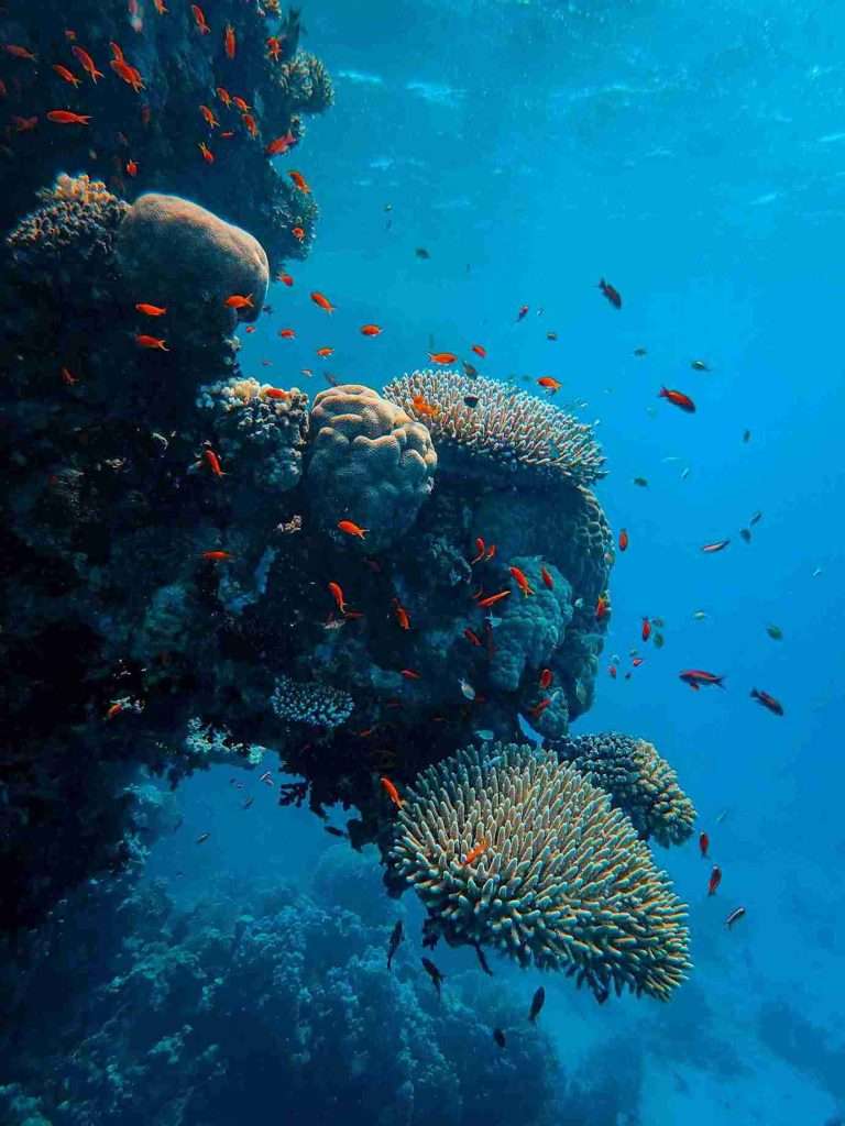 Arrecifes de Coral: Biodiversidad, Amenazas y Conservación 2 Como-se-forman-lo-arrecifes-de-coral