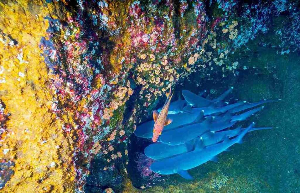 Arrecifes de Coral: Biodiversidad, Amenazas y Conservación 4 Importancia-de-la-conservación-de-los-arrecifes-de-coral