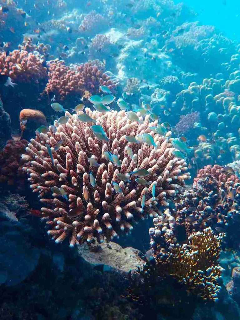 Arrecifes de Coral: Biodiversidad, Amenazas y Conservación 1 que-son-los-arrecife-de-coral