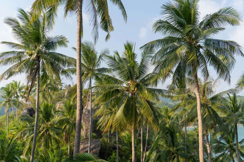 How to Get to Koh Tao: Complete Transportation Guide 4 como llegar a koh tao 3 - How to Get to Koh Tao: Complete Transportation Guide