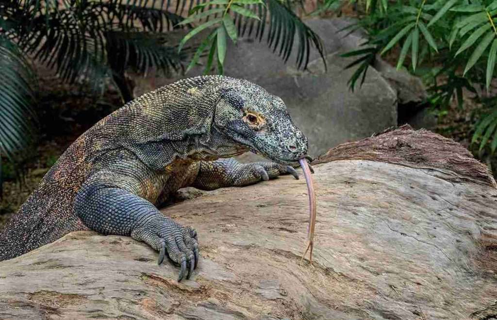 Complete Guide to the Best Islands of Indonesia 5 The 10 Most Popular Islands in Indonesia: Komodo