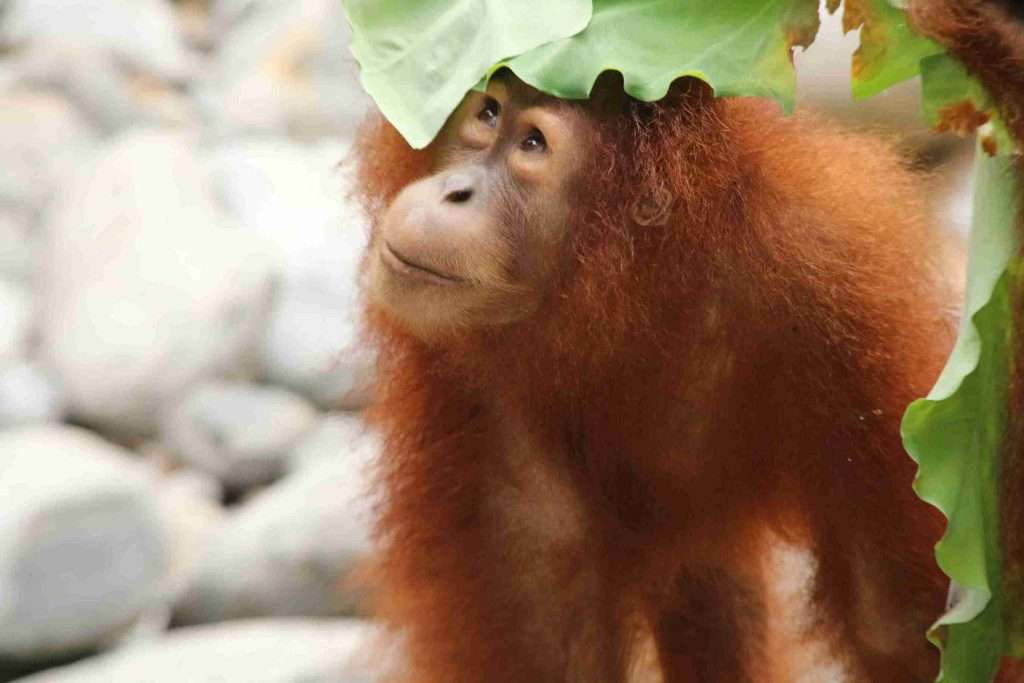 Complete Guide to the Best Islands of Indonesia 4 The 10 Most Popular Islands in Indonesia: sumatra