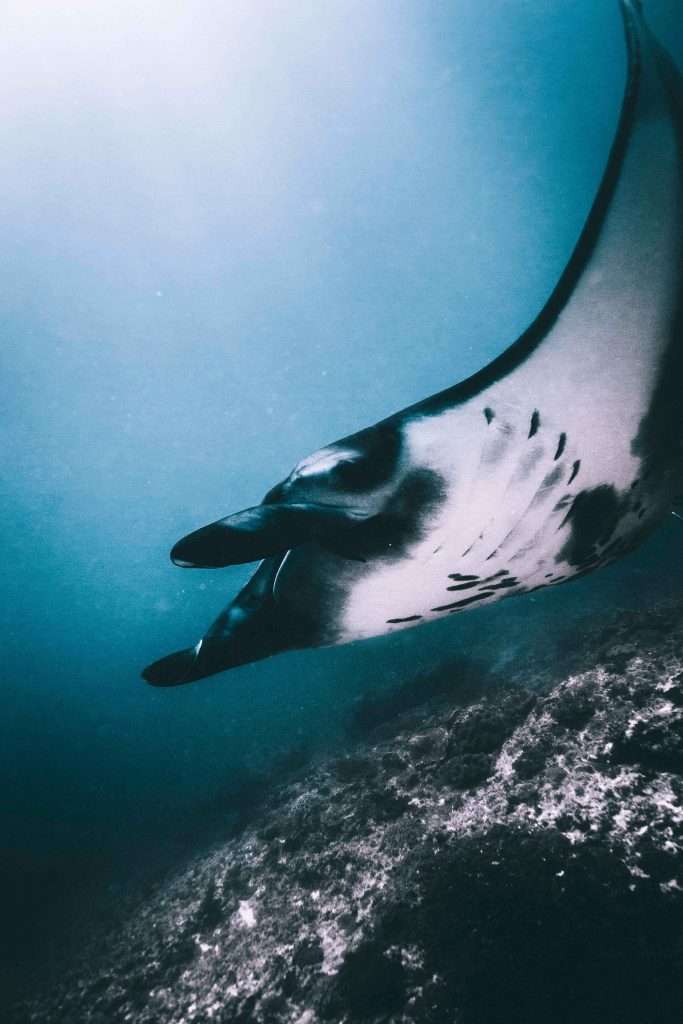 ¡Descubre dónde bucear en Nusa Penida! 1 9 lugares únicos para bucear en Nusa Penida - Manta Point