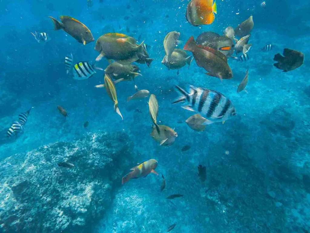 Where to Dive in Gili Air: Ultimate Guide with Map 2 The 9 Best Dive Sites in Gili Air - Gili Air Harbor