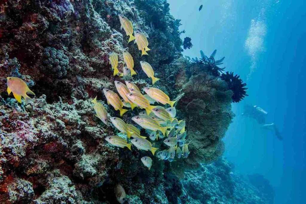 Where to Dive in Gili Trawangan: Complete Guide! 1 6 Unique Dive Sites in Gili Trawangan