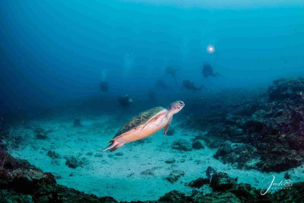 Dive Sites in Tenerife with Map! 2 7 Unique Dive Sites in Tenerife - La Catedral