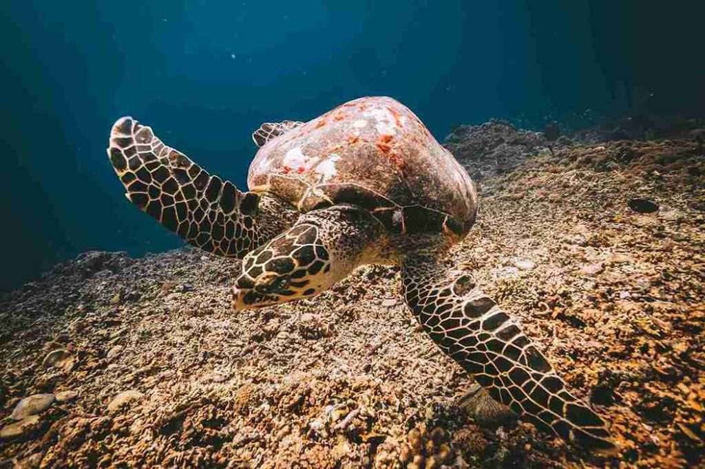 Dónde bucear en Gili Air: Guía definitiva con mapa 3 Los 9 mejores sitios para bucear en Gili Air - Turtle Heaven