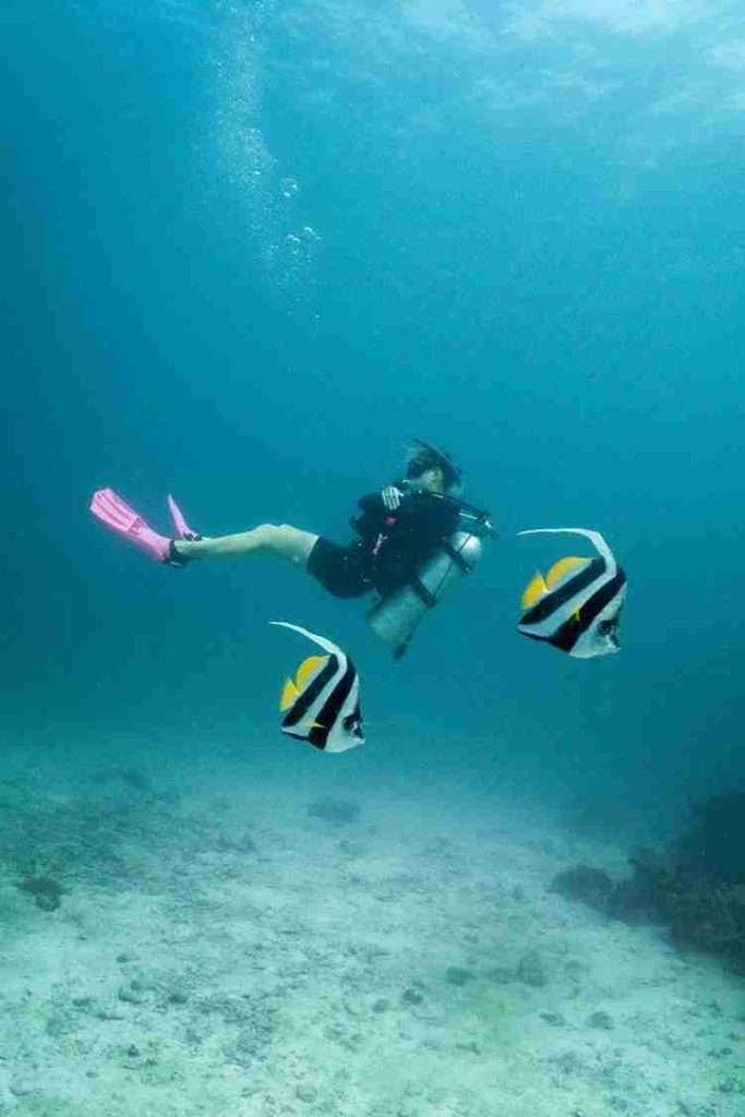 The 7 Best Dive Sites in Phi Phi - Hin Daeng