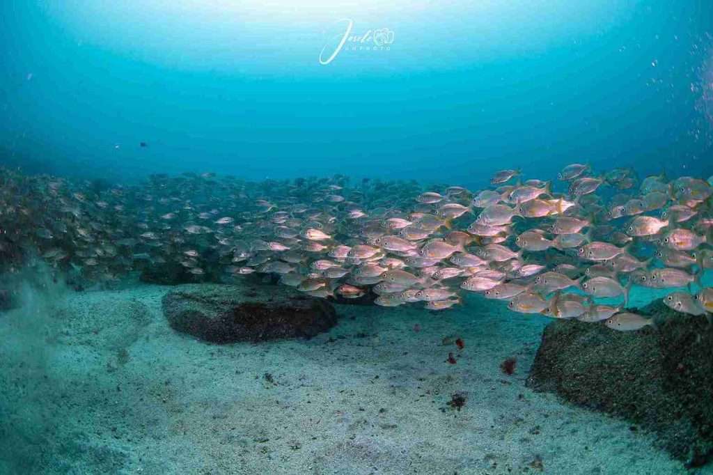 Dive Sites in Tenerife with Map! 1 7 Unique Dive Sites in Tenerife - Faro de Punta Rasca