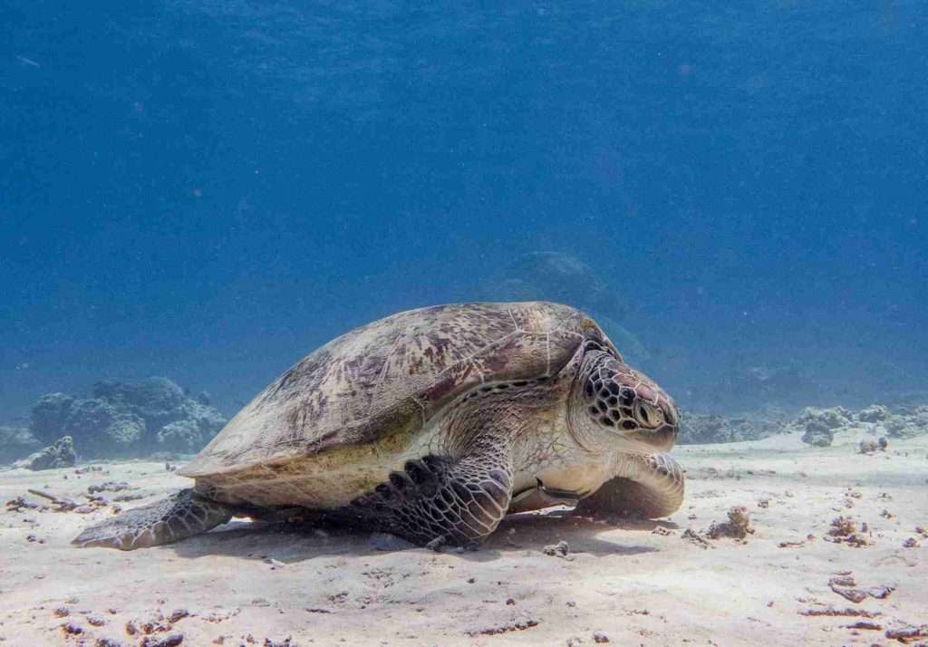 Where to Dive in Gili Trawangan: Complete Guide! 2 When to Dive in Gili Trawangan - Where to Dive in Gili Trawangan: Complete Guide!