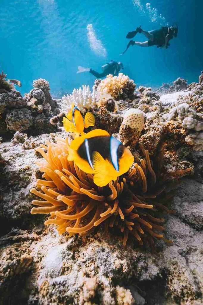 The 7 Best Dive Sites in Phi Phi - Bida Nai