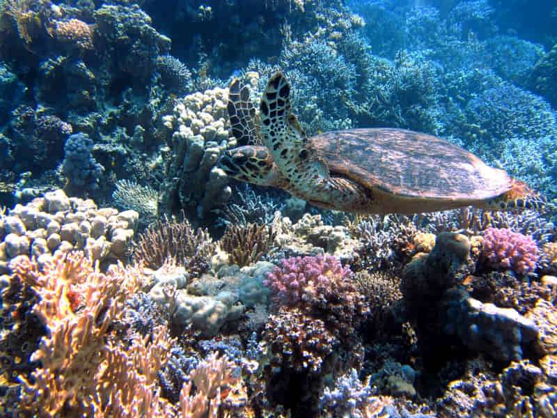 Coral Triangle: A paradise of biodiversity and diving 1 Why is it so special?