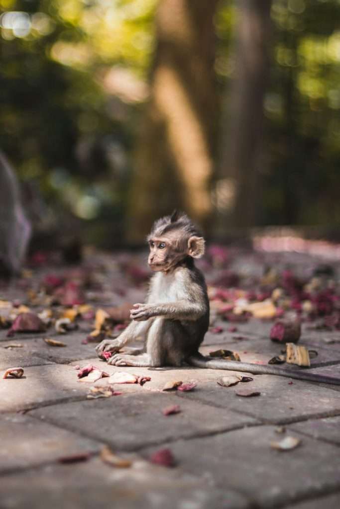 ¿Qué hacer en Bali? Actividades, cultura, relax y más 4 Consejos para tu viaje a Bali