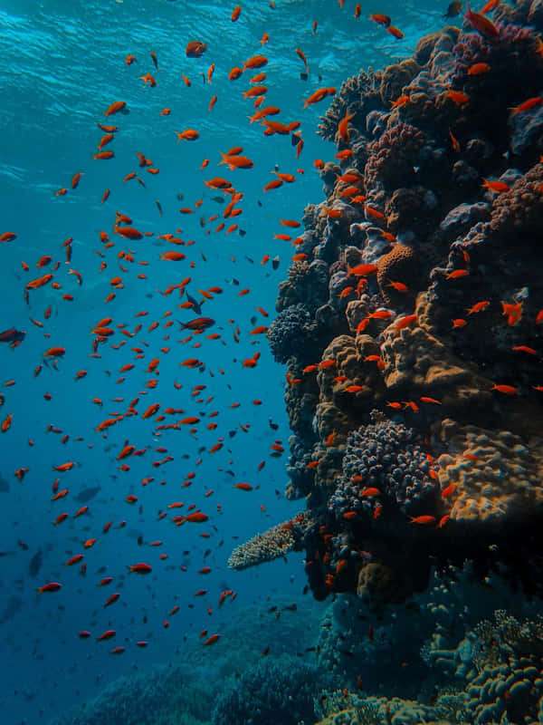 Arrecifes vivos
